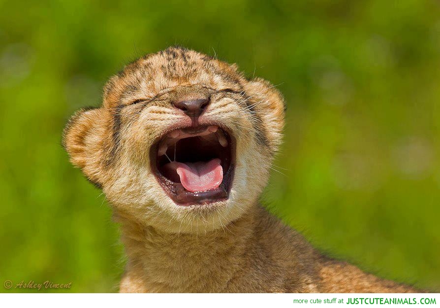cute-baby-lion-crying-pic-loveely-animal-pictures